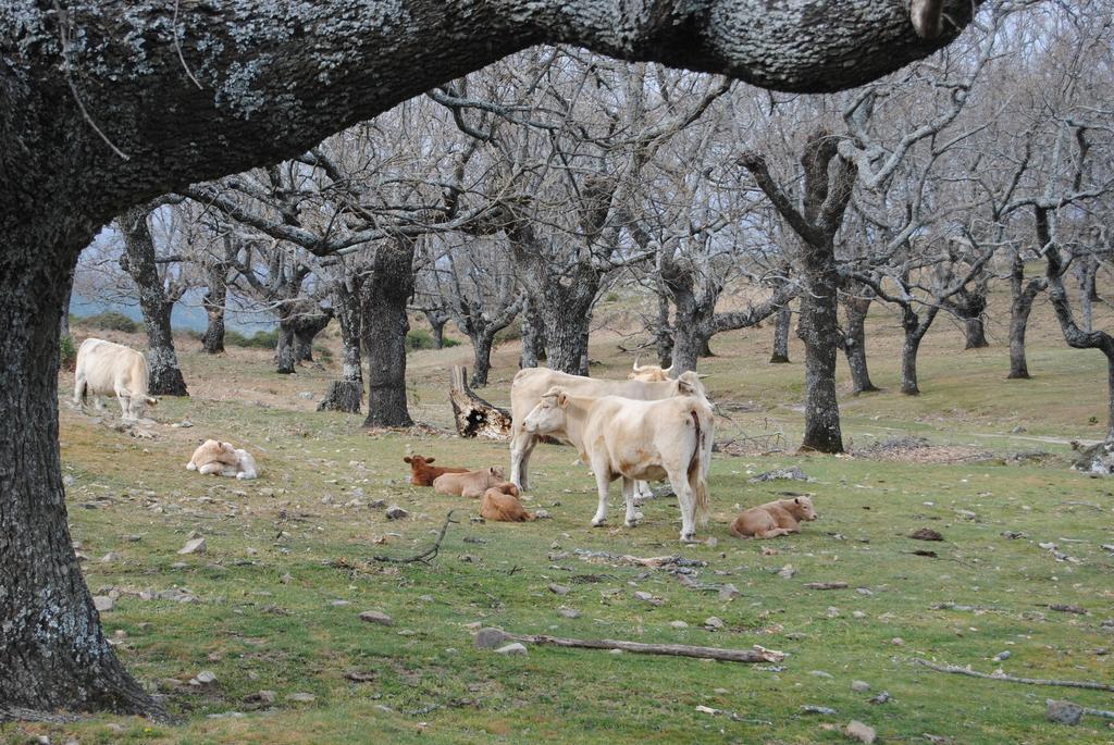 Casa Rural Romanejo Cabezabellosa Eksteriør bilde